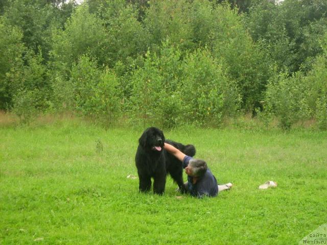 Фото: ньюфаундленд T'en Bo (Тьен Бо)