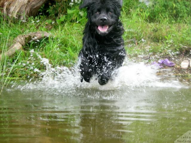 Фото: ньюфаундленд T'en Bo (Тьен Бо)