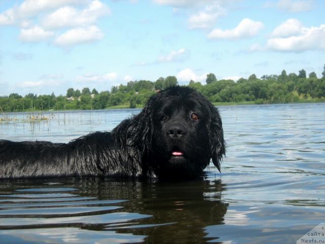 Фото: ньюфаундленд T'en Bo (Тьен Бо)