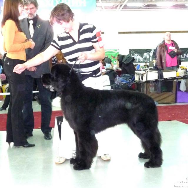 Фото: ньюфаундленд Super Premium Glukoza (Супер Премиум Глюкоза)