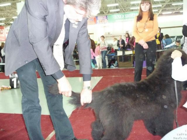Фото: ньюфаундленд Ayvengo Ryicar' Sibiri (Айвенго Рыцарь Сибири)