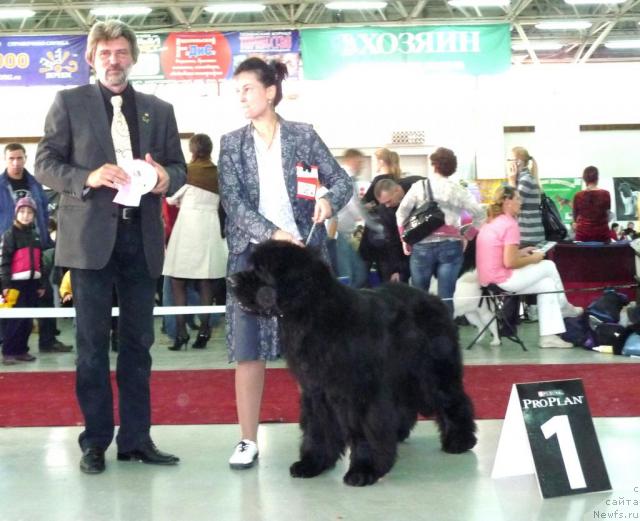 Фото: ньюфаундленд Lifeguard's American Style