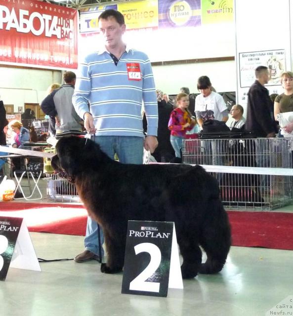 Фото: ньюфаундленд Dendi Denger iz Medvejyego Yara (Денди Денжер из Медвежьего Яра)