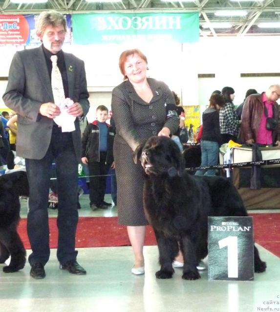 Фото: ньюфаундленд Aquatoriya Kelvin Zvezdnaya Koroleva (Акватория Келвин Звездная Королева)