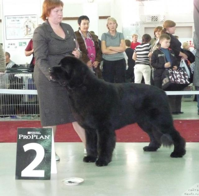 Фото: ньюфаундленд Aquatoriya Kelvin Zolotoy Medved (Акватория Келвин Золотой Медведь)