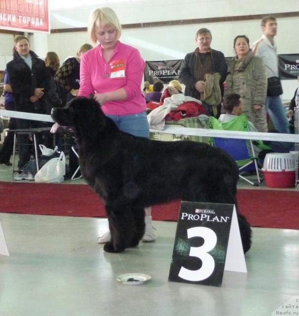 Фото: ньюфаундленд King of Helluland Good Friend