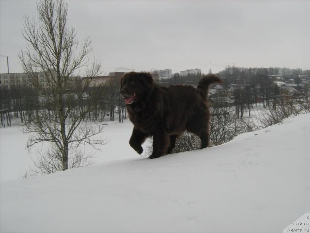 Фото: ньюфаундленд Baronessa (Баронесса)