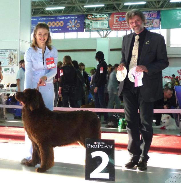 Фото: ньюфаундленд Ursula Fyemili Biar (Урсула Фэмили Биар)