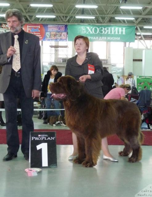 Фото: ньюфаундленд Aetna vom Riesrand (Aetna vom Riesrand)