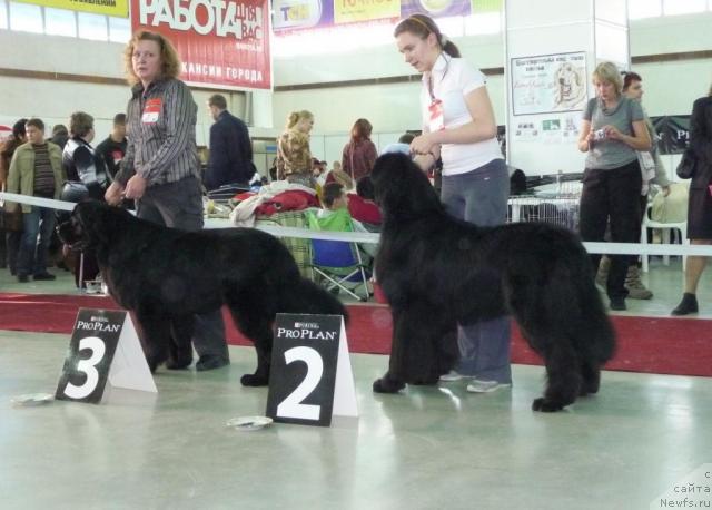 Фото: ньюфаундленд Zurab Blyek (Зураб Блэк), ньюфаундленд Ekselent Stil  iz Medvej'ego YAra (Екселент Стил  из Медвежьего Яра)