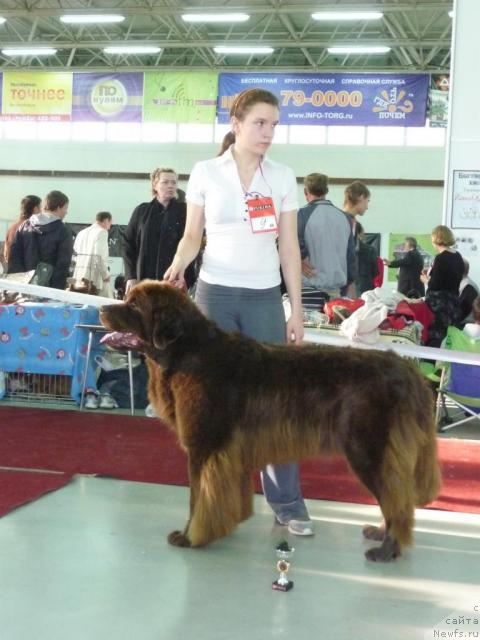 Фото: ньюфаундленд Oscar Chocoladny Mishka (Оскар Шоколадный Мишка)