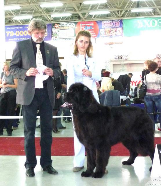 Фото: ньюфаундленд Filipp Gold Star (Филипп Голд Стар)