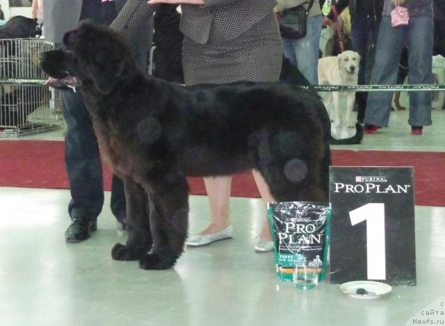 Фото: ньюфаундленд Akvatoriya Kelvin Impressario (Акватория Келвин Импрессарио)