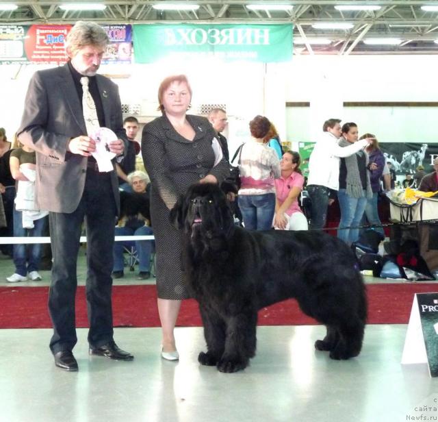 Фото: ньюфаундленд King of Helluland Viking