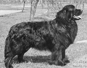 Фото: ньюфаундленд Kuno von den Peck-Bergen