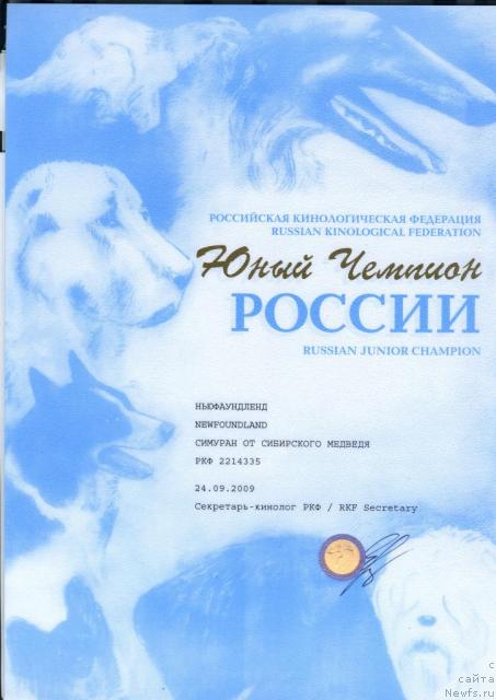 Фото: ньюфаундленд Simuran ot Sibirskogo Medvedya (Симуран от Сибирского Медведя)