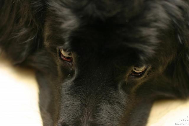 Фото: ньюфаундленд Vojdi Atlantidyi Gabbi (Вожди Атлантиды Габби)