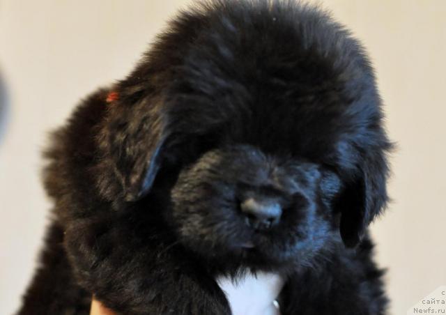 Фото: ньюфаундленд Potap YA (Потап Я)