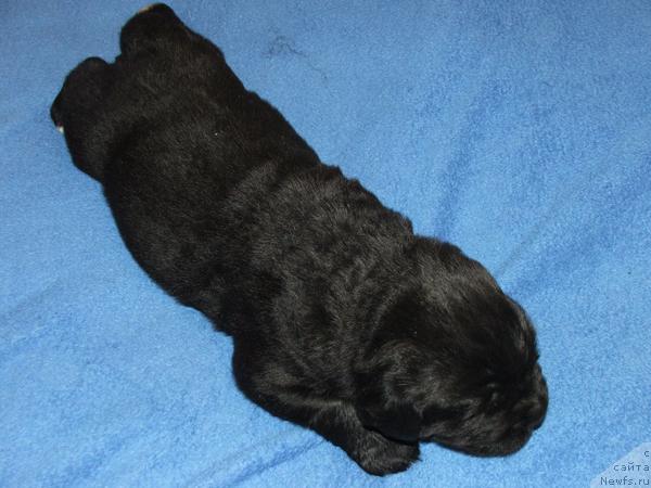 Фото: ньюфаундленд Plushevaya Panda Severny Versal (Плюшевая Панда Северный Версаль)