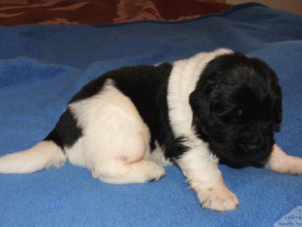 Фото: ньюфаундленд Plyushevaya Panda Stil'-Sankt-Peterburga (Плюшевая Панда Стиль-Санкт-Петербурга)