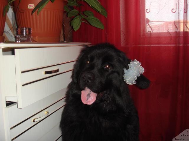 Фото: ньюфаундленд N'yufort Liya Obayatel'naya Kroshka (Ньюфорт Лия Обаятельная Крошка)