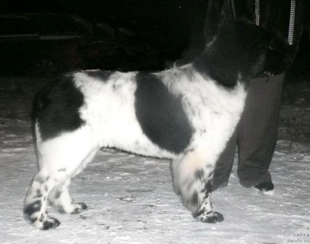 Фото: ньюфаундленд Kiper Soul Elizaveta (Кипер Соул Елизавета)