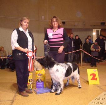 Фото: ньюфаундленд Kiper Soul Elizaveta (Кипер Соул Елизавета)