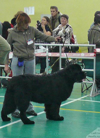 Фото: ньюфаундленд Pchiolkin Dom Veniamin (Пчёлкин Дом Вениамин)