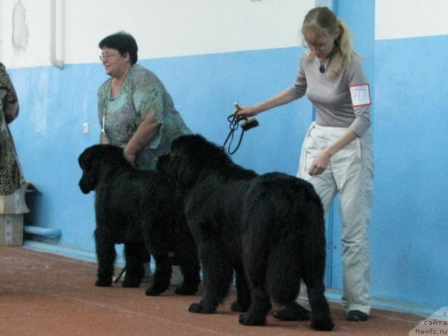 Фото: ньюфаундленд Zhasmine Severny Caprice iz Medvejyego Yara (Жасмин Северный Каприз из Медвежьего Яра), Tat'yana Golubcova (Татьяна Голубцова), ньюфаундленд King of Helluland Dizzy Beauty, Elizaveta Neznakomceva (Елизавета Незнакомцева)