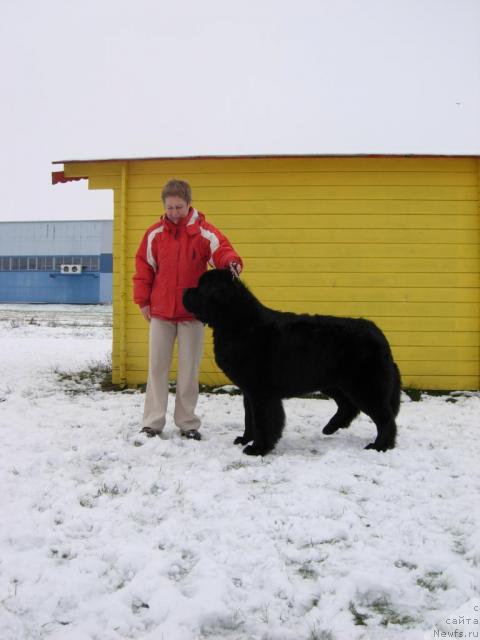 Фото: ньюфаундленд My Big Dream Eyecatcher