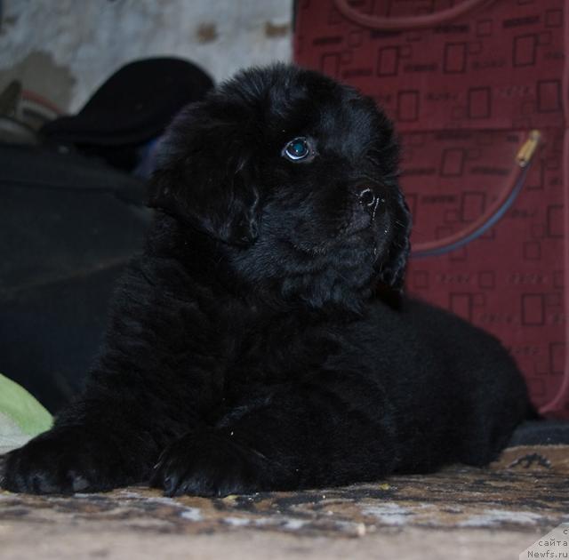 Фото: ньюфаундленд Izumrudnaya Laguna Argona (Изумрудная Лагуна Аргона)