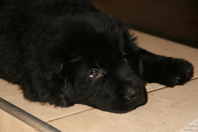 Фото: ньюфаундленд Infant Korolevyi Bodi Silk (Инфант Королевы Боди Силк)