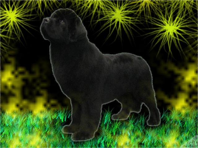 Фото: ньюфаундленд Amulet Lyubvi i Schastya (Амулет Любви и Счастья)