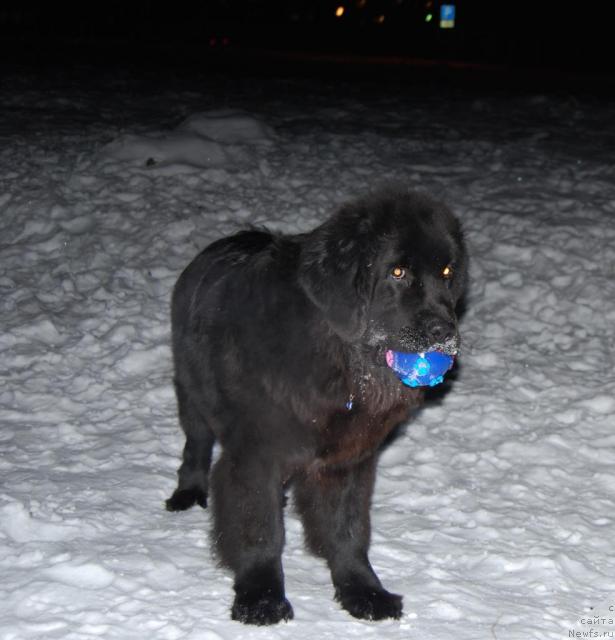 Фото: ньюфаундленд Formula Lyubvi ot Sibirskogo Medvedya (Формула Любви от Сибирского Медведя)