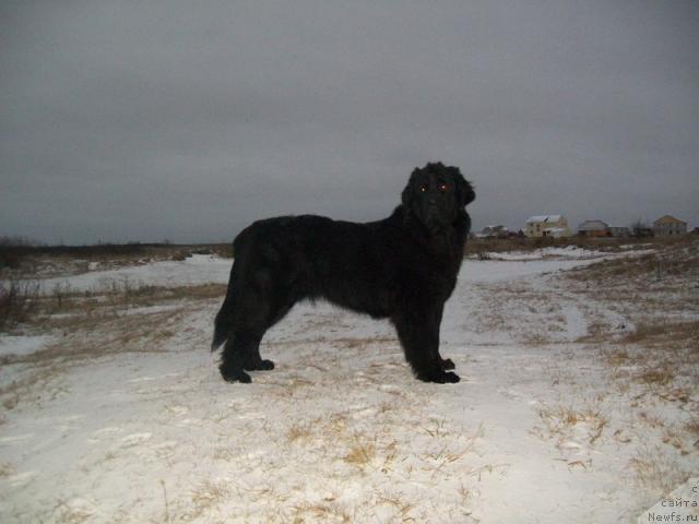 Фото: ньюфаундленд Gloriya Grand Blek (Глория Гранд Блек)