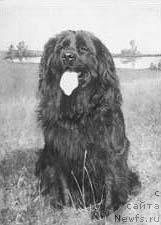 Фото: ньюфаундленд Kathi von den Peck-Bergen