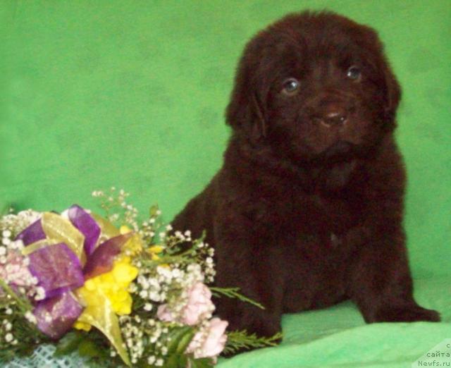 Фото: ньюфаундленд Odna na Million (Одна на Миллион)