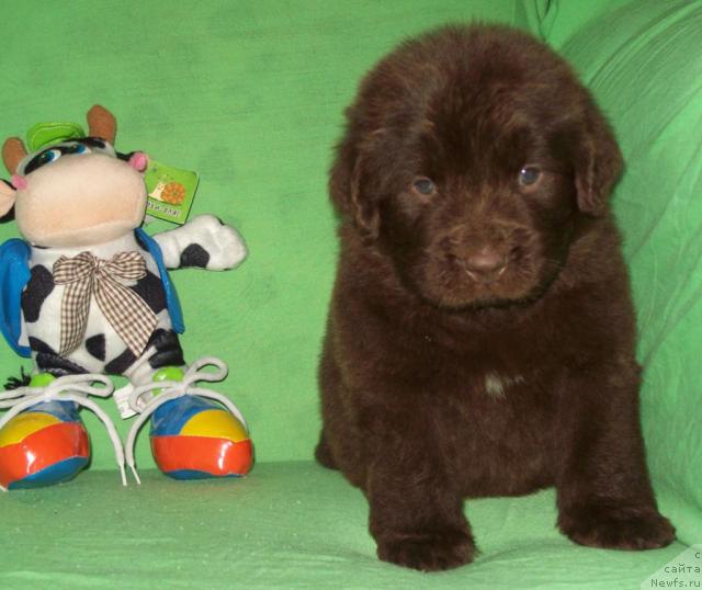 Фото: ньюфаундленд Otrada Lyubvi (Отрада Любви)