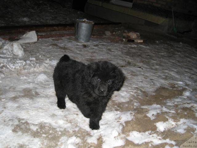 Фото: ньюфаундленд Irida Vestnica Bogov (Ирида Вестница Богов)