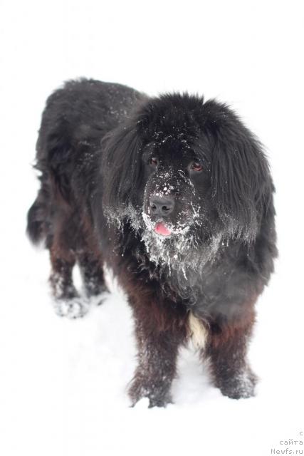 Фото: ньюфаундленд Vojdi Atlantidyi Gabbi (Вожди Атлантиды Габби)
