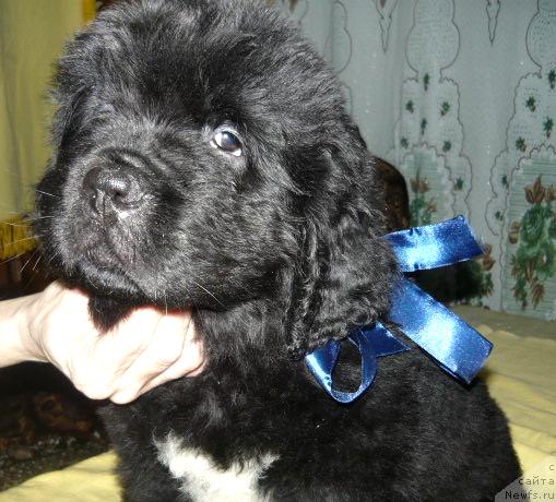 Фото: Бегущая по волнам Раззл-Даззл