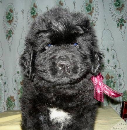 Фото: Бегущая по волнам Рашен Хит