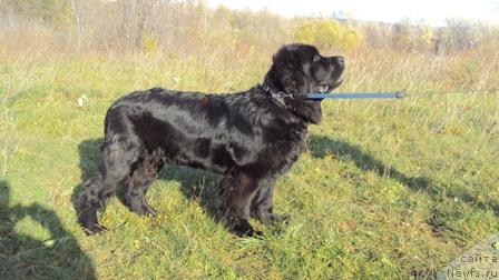 Фото: ньюфаундленд Milord (Милорд)