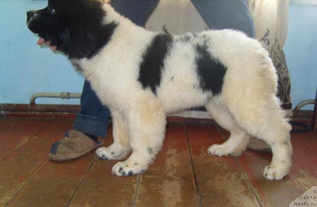 Фото: Щенок Сука от, ньюфаундленд Safira (Сафира), и, ньюфаундленд Plushevaya Panda Diland (Плюшевая Панда Диланд)