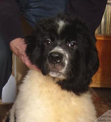 Фото: щенок сука от, ньюфаундленд Safira (Сафира), и, ньюфаундленд Plushevaya Panda Diland (Плюшевая Панда Диланд)