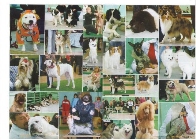 Фото: ньюфаундленд Piternyuf Prodigy (Питерньюф Продижи)