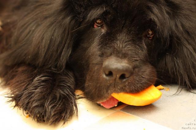 Фото: ньюфаундленд Vojdi Atlantidyi Gabbi (Вожди Атлантиды Габби)