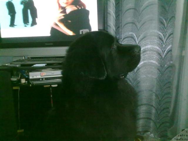 Фото: ньюфаундленд Velikiy Medved' Zagadka (Великий Медведь Загадка)