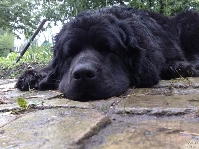 Фото: ньюфаундленд Velikiy Medved' Zagadka (Великий Медведь Загадка)