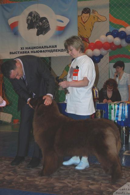 Фото: ньюфаундленд Vesnushka iz Carstva Medvedey (Веснушка из Царства Медведей)